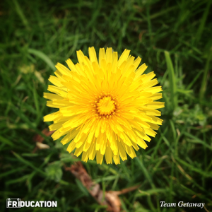 friducation-brand-culture